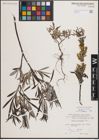 Foto von Salix eleagnos Scop.